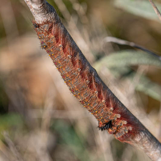 Lasiocampa quercus (Oak Eggar).jpg